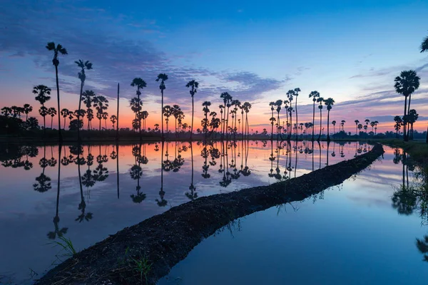 Silhouette sugar palm trees on sunrise and have reflection on the water of rice field before rice glowing.