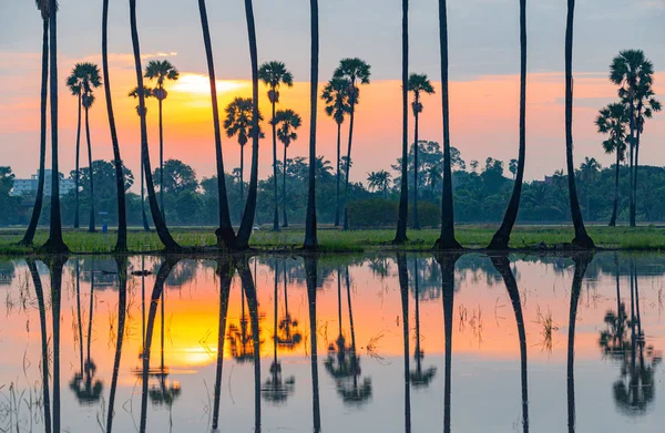 Silhouet Suiker Palmbomen Bij Zonsopgang Hebben Reflectie Het Water Van — Stockfoto