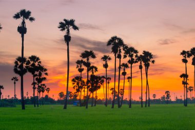 Silüet şeker palmiye ağacı manzarası, gün doğumunda yeşil pirinç tarlasında ve alacakaranlık gökyüzünde.