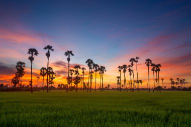 Silüet şeker palmiye ağacı manzarası, gün doğumunda yeşil pirinç tarlasında ve alacakaranlık gökyüzünde.