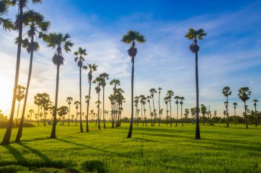 Silüet şeker palmiye ağacı manzarası, gün doğumunda yeşil pirinç tarlasında ve alacakaranlık gökyüzünde.