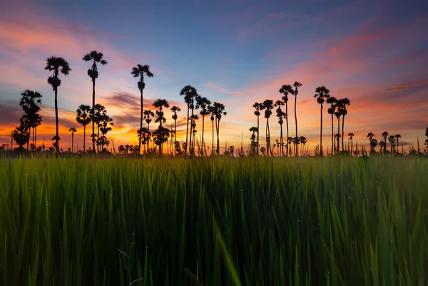 Silhouette Sugar Palm Tree Landscape View Green Rice Field Sunrise — Stock Photo, Image