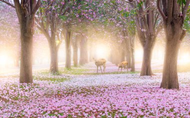 Pembe trompet ağacı çiçeği açar ve sabah güneş ışığında yere düşer..