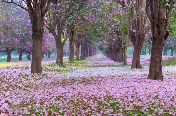 庭のトンネルにピンクの花 — ストック写真