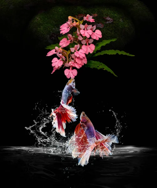 两条暹罗格斗鱼跳起来 吃着粉色的花 水花在黑色的背景上飞溅 免版税图库照片