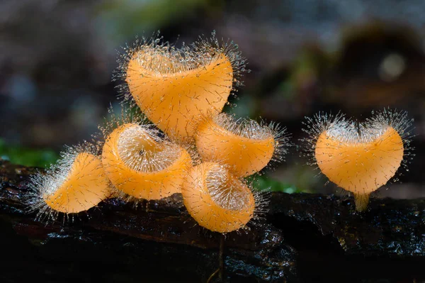 Arancione Funghi Tazza Gruppo Funghi Con Umidità Gocce Crescita Nella — Foto Stock