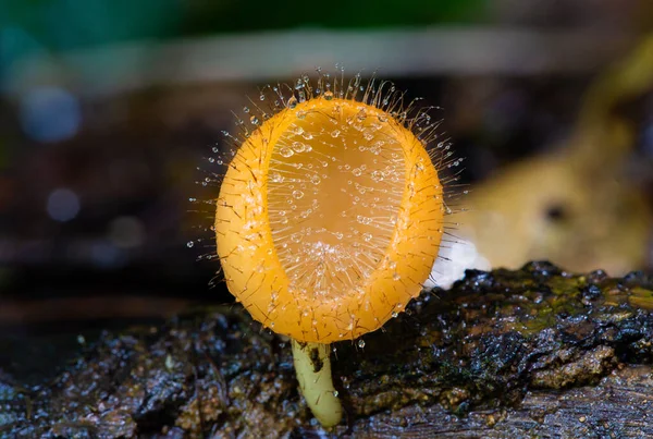 Apelsinsvamp Kopp Svamp Med Fuktdroppar Tillväxt Regnskogen Makro Lins Fotografering — Stockfoto