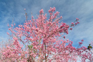 Tayland dağlarında kış mevsiminde açan pembe çiçek ağacı..