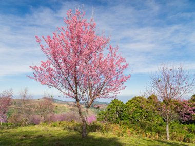 Tayland dağlarında kış mevsiminde açan pembe çiçek ağacı..
