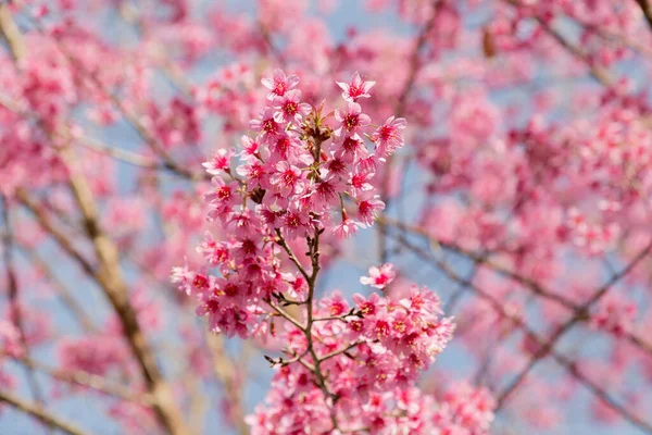 Rosa Blomma Träd Blomma Vinter Säsong Thailand Berg — Stockfoto