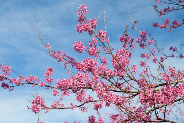 Fiore Albero Rosa Nella Stagione Invernale Sulla Montagna Della Thailandia — Foto Stock