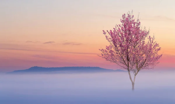 Pink Flower Tree Blossom Winter Season Thailand Mountain — Stock Photo, Image