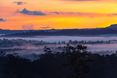 Siluet ormanı ve çim tarlası sabah dalgalı sis ve kışın turuncu alacakaranlık gökyüzü.