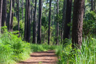Yeşil çimenli çam ağaçları ormanı ve dağa giden toprak yolu var..