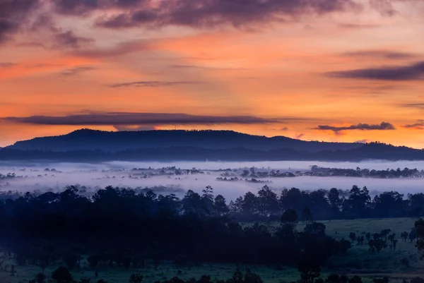 Silhouette Forest Grass Field Flowing Mist Morning Have Orange Twilight — Stock Photo, Image