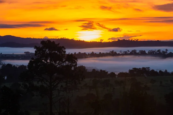 Bosque Siluetas Campo Hierba Con Niebla Que Fluye Mañana Tienen — Foto de Stock