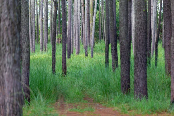 Floresta Pinheiros Com Grama Verde Tem Estrada Solo Montanha — Fotografia de Stock