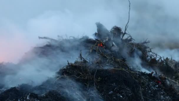 Fuerte humo de la quema y ardiente hierba seca de cerca — Vídeos de Stock