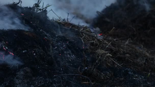 干草的烟熏和熏烤特写.去年青草在燃烧 — 图库视频影像