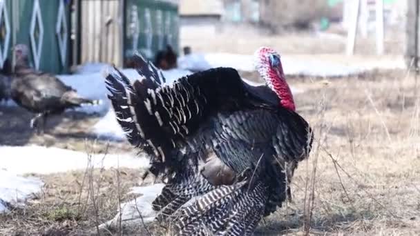 Paringsspelen van een kalkoen. Het mannetje vertrapt en zorgt voor de vrouwtjes. Boerderij vogels — Stockvideo