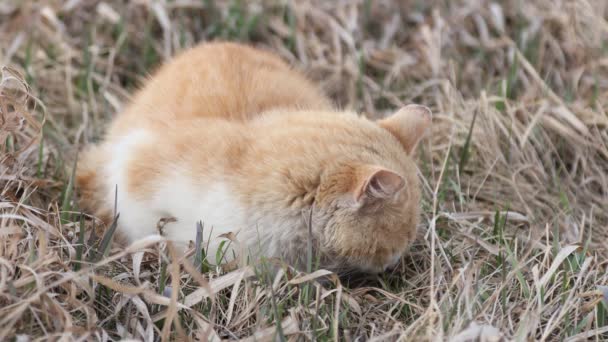 Zázvorová domácí kočka v divočině. Pet in the field among the grass — Stock video
