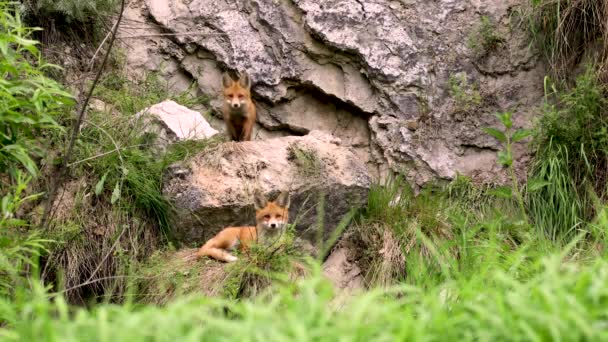 Rode jonge vossen in het wild. Twee vossen naast hun hol in de rots — Stockvideo