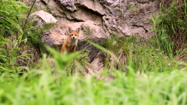 Fiatal vörös róka a vadonban. Egy kölyök ül az odúja mellett. — Stock videók