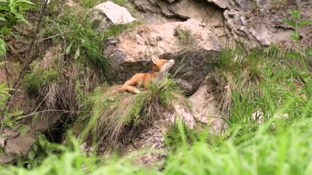 Jonge rode vos in het wild. Er zit een welp naast zijn hol. — Stockvideo