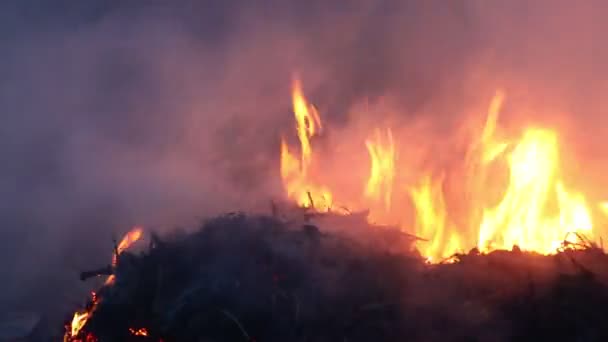 Fuego en el campo de una hierba seca de cerca. Incendio forestal en primavera, hierba seca y árboles en humo y llamas — Vídeo de stock
