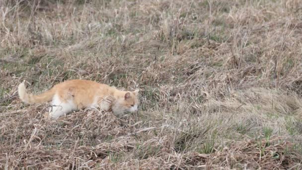 Ginger huiskat in het wild. Huisdier in het veld tussen het gras — Stockvideo
