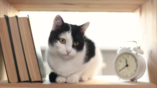 Домашний кот сидит на книжной полке крупным планом — стоковое видео