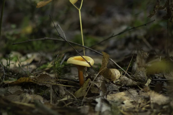 Focalisation Sélective Des Champignons Close — Photo