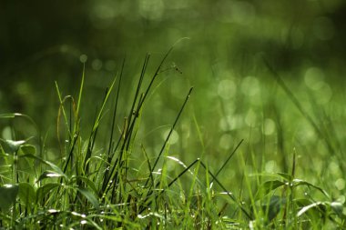 Seçici odak. akçaağaç Şubesi.