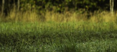 Güzel manzara. Yeşil çim orman karşı. 