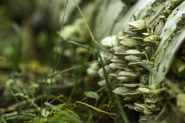 Focalisation Sélective Des Champignons Close — Photo