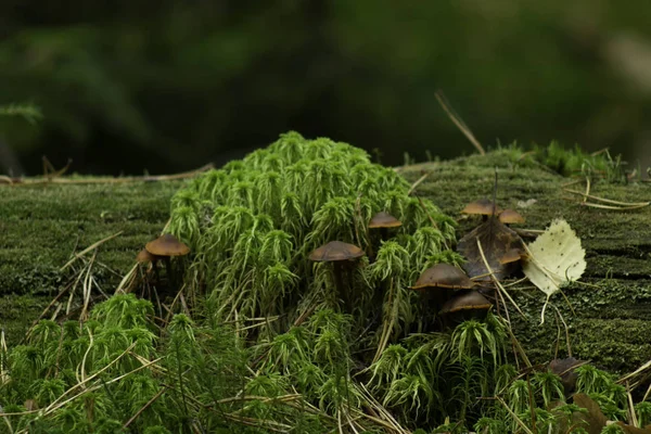 Focalisation Sélective Des Champignons Close — Photo