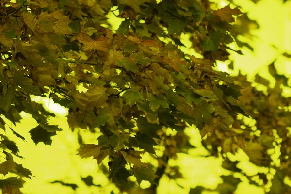 Drzewa Słońcu Żółte Liście — Zdjęcie stockowe