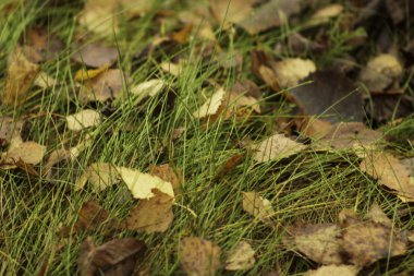 Ağaç yaprakları yeşil çimenlerin üzerinde