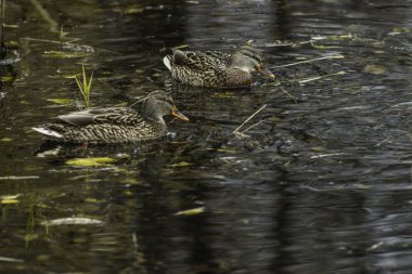 bir ördek açılış ve yeme