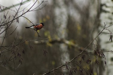 Bir şakrak kuşu ağaç çıplak üzerinde siting