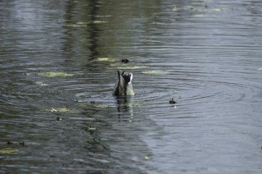 bir ördek açılış ve yeme