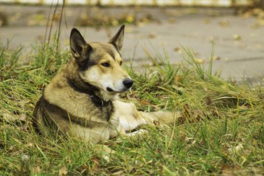 Köpek kameraya bakıyor