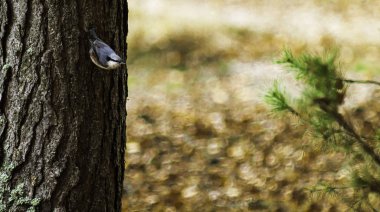 Bazı bir çam'ın gövdede tıraşlama kuş