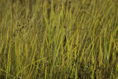 Güzel manzara. Kuru ot yakın çekim