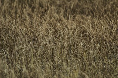 Güzel manzara. Kuru ot yakın çekim