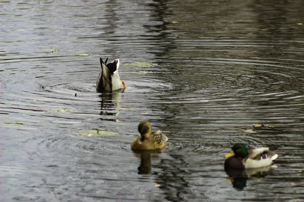 Pato Está Aterrizando Comiendo —  Fotos de Stock