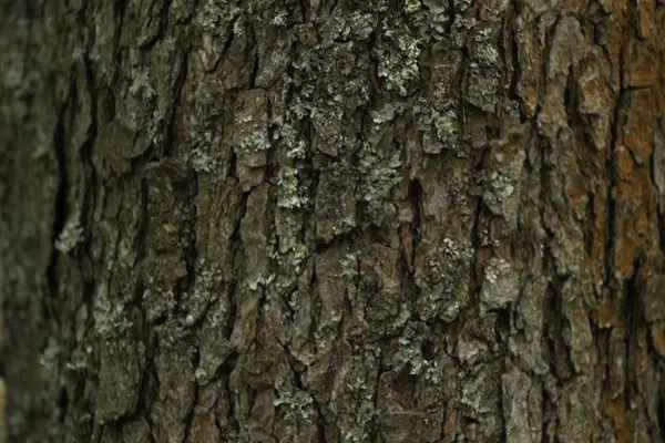 Pine Přírodní Vzor Detail — Stock fotografie