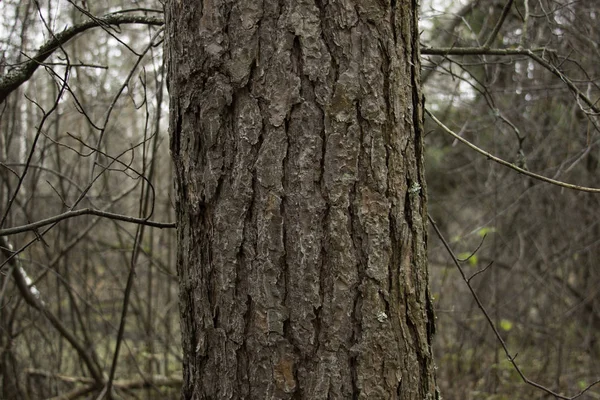 Pine Přírodní Vzor Detail — Stock fotografie