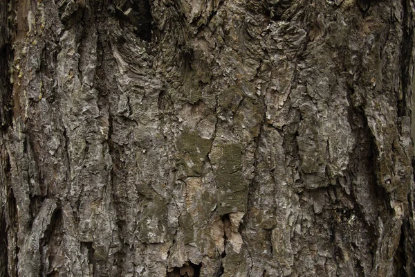 Pine Van Natuurlijke Patroon Close — Stockfoto