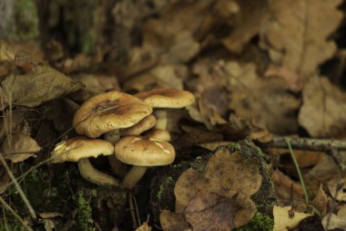 Mushrums ve bitki örtüsü karşı